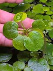 Amazon Frogbit - Live Aquatic Freshwater Plant - Floating Plants