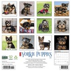 Willow Creek Press   Just Yorkie Puppies 2027 Wall Calendar