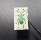 Lot Of 2 Eupholus Bruyni Curculionidae Weevil Beetles Indonesia 