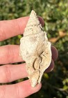 Portugal Fossil Gastropod Clavilithes Sp  Oligocene Age Shell
