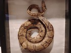 Vintage Taxidermy Boa Constrictor Snake In Framed Shadow Box - Rare Estate Find 