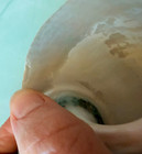 Polished Jade Green Turbo Shell W pearlized Stripe Sea Shell Approx  3 5  Inches