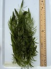  8x  Live Hornwort Bunch    8-10    Strands Aquarium pond Plants  buy 2 Get 1 Free 