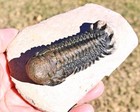 Trilobite Fossil  Crotalocephalus Gibbus With A Hypostome   From  Morocco  2