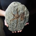 Very Large 1 5kg Cystoid Starfish Ophiura Sp  Fossil Morocco Ordovician