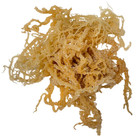 Irish Sea Moss Whole Leaf - 100  Raw Wildcrafted Chondrus Crispus Superfood Bulk