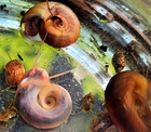 15 Live Ramshorn Snails -  mixed Sizes  Aquarium Cleaners algae Eaters