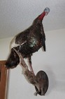 Turkey Mount Taxidermy Tom Jake Whitetail Deer Shed Antler Log Cabin Decor Mule 