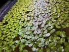 3 Aquarium Plant Combo Java Moss  Guppy Grass  Giant Duckweed Freshwater Plants