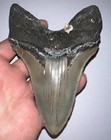 Huge Megalodon Fossil Shark Tooth 4 85 Inches  Incredible Serrations No Repair 