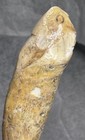 Ursus Spelaeus Fantastic 2 25   romanian Cave Bear Canine Tooth Fossil  Talisman    