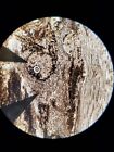 9xantique  1xvintage Microscope Slides - Diatoms  Insects  Acetate Peels