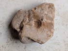 Bivalve Fossil Mold In Limestone     Detailed Ribbed Paleozoic Marine Fossil
