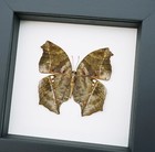 Dead Leaf Mimic Butterfly Salamis Cacta Male Verso  Framed Taxidermy  Display