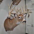 Whitetail Deer Shoulder Mount Taxidermy New