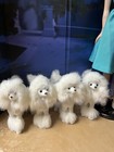 Poodle Dog For 16    Gene Tonner Jamieshow Kitty Ellowyn Dolls