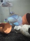Real  Rare Flowerhorn Electric Blue Acara 2 Inch Live Tropical Fish