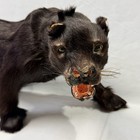 Vtg Miniature Taxidermy Style Black Panther Figurine Fur Folk Art Toy Circus Odd