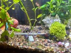 Purple  dark Foot  Mystery Snail Babies