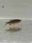  8 1  Celestial Pearl Danio-galaxy Rasbora-high Quality- Florida Bred