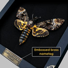Real Death Head Moth Skull Acherontia Taxadermy Frame Insect Taxidermy Decor