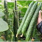 60pcs Asian Suyo Long Cucumber Seeds - Heirloom  Non-gmo  China Long Hybrid 