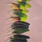 Lot Of Multicolor Craft Feathers Green Black Red Blue Yellow