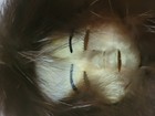 Vintage Alaska Native Inupiat Caribou Skin Mask Fur Ruff Signed Ethel Anaktuvuk