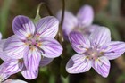 20 Virginia Spring Beauty Claytonia Virginica Eastern Fairy Pink Striped Native