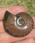 Opalized Ammonite Fossil Specimen From Madagascar Amazing Colors - Greens  Reds 