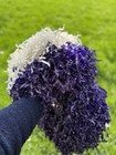 Vintage Pom Poms Purple   White Dehen Knitting Company Portland Oregon Handles