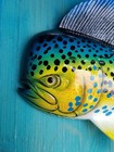 Mahi Hand Painted 18  Replica Dorado Wall Mount Sculpture Game Fish Salt Water 