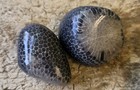 10 Beautiful Unpolished Michigan Fossils Petoskey Stones Horn Chain Coral 1  M5