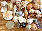 55  Mix Of Beautiful Small Sea Shells - Great For Crafting