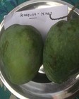 Beauflora Hybrid Mango   Khas-ul Khas   Graft   Exotic 1 Bare-root Plant