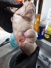 Cyclopian Pig Rare Taxidermy Oddity Curiosity Deformation Highend Piece Taxiderm