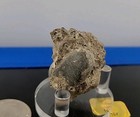 Real Dinosaur Egg Fossil Permineralization Fossil W Embro Hatching Out Of Egg