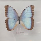 Framed Real Butterflies Blue Morpho Helenor   Caligo Atreus Owl Double Sided
