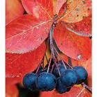 Black Chokeberry Shrub  Aronia Melanocarpa  Seeds  edible  Fall Color  Hardy 
