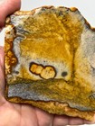 Disaster Peak Picture Jasper Slab Cabbing Lapidary Collecting Combo Ship Avail