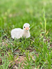 14 Fresh Guinea  Fowl Hatching Eggs Ready
