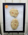 Chengjiang Fossil Site   Small Leanchoilia Illecebro Fossil   Cambrian Period