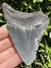 Natural Megalodon Tooth 3 55    Fossil Shark Teeth