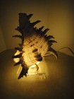 Murex Seashell Small Bedside Nightlight  With Lucite Base