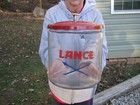 Lance  Moon Pie     Tom s Advertising General Store Counter Snack Jars