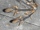 One-beautiful Xlg  Grey Fox Soft Tanned Fur skin hide all Feet   Parts Taxidermy