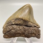 2 61  Fossil Megalodon Shark Tooth - Huge Serrated Posterior Meg 