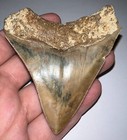 Indonesian Megalodon Fossil Shark Tooth 3 4 Inches Pristine Serrations No Repair