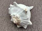 Left Handed Lightning Whelk Seashell Busycon Contrarium  1 Approx  7  Inches 