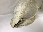 Kk76 Rare Extra Large Natural Conch - Set Of Only 1 Rare Natural Conch